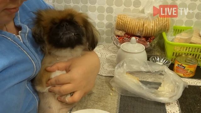 Собака лопает картошку за милую душу смотреть онлайн