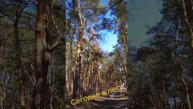 Сосновый лес весной смотреть онлайн