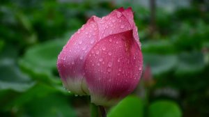 ОЗЕРО ЛОТОСОВ ТАЙВАНЬ
LOTUS LAKE  TAIWAN