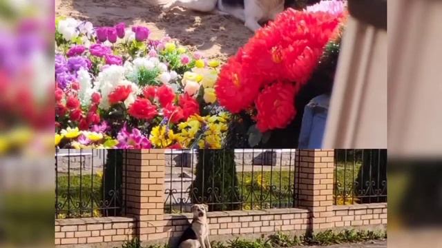 Отравили собак😭 смотреть онлайн