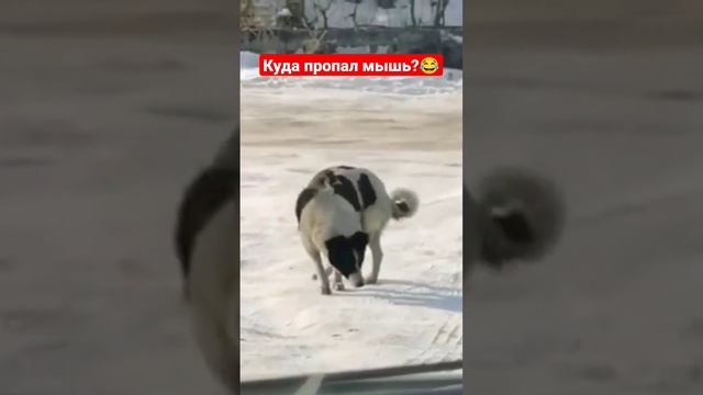 Где мышь😐? 😂😂 смотреть онлайн