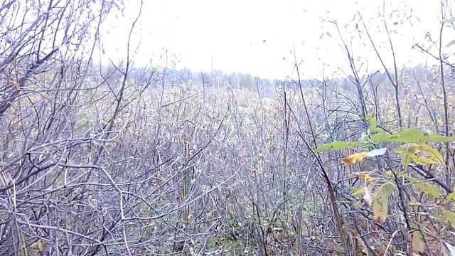 Топь. Поиски клюквенно-брусничных болот смотреть онлайн