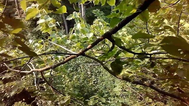 Охота на барсука. Как найти нору барсука? смотреть онлайн