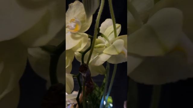 Новогоднее видео поздравление из Симферополя