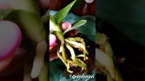 Посадка орхидей в размере 1,7 и 2,5