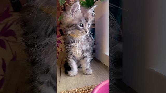 #котятамейнкун #мейнкун #котята #котенок  1,5 месяцев