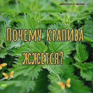 ПОЧЕМУ КРАПИВА ЖЖЕТСЯ