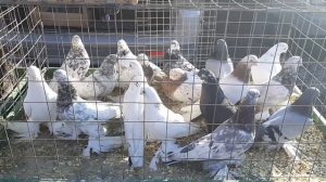 Желтогрудая крымская бабочка, северокавказские космачи, моздокские голуби на ярмарке в г.Шахты. 🔥🔥🔥