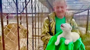 Мы будем бороться за ЖИЗНЬ этого львенка, не смотря на то, что львица не захотела его кормить!