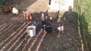 Индоутки. Селезень "топчет" утку.