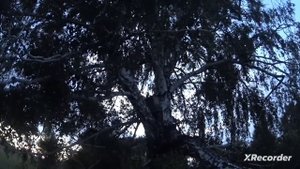 ловля роя. поймал очередной рой