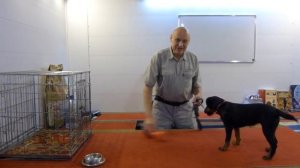 Дрессировка ягдтерьера Елки. День 2. Утреннее занятие