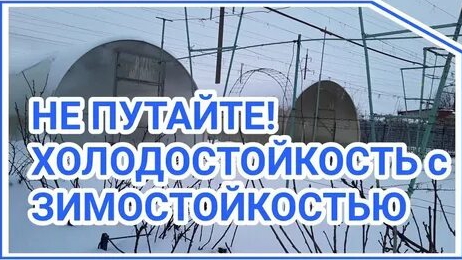 Зимостойкость и морозостойкость - в чём разница?