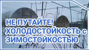 Зимостойкость и морозостойкость - в чём разница?