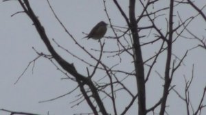 Полевые воробьи и Зеленушки, наблюдение птиц в Великом Новгороде, 2 января 2025