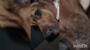 Голос собаки - dog voice