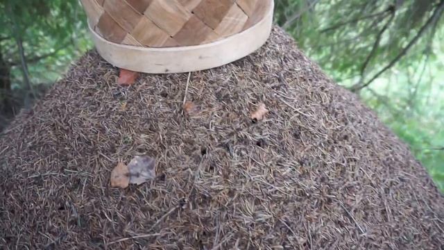 Опять крупный муравейник в карельском лесу