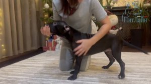 Свободные щенки американского пит-бультерьера