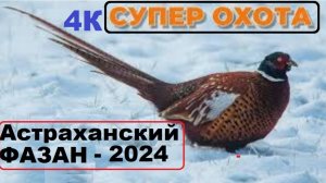 Много ФАЗАНА по первому снегу!! 4К-ОХОТА на ПТИЦУ в Астраханской обл. ВОЛГА-2025...с дроном "DJI"