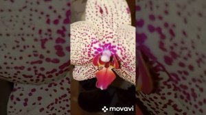 Цветение моих орхидей.Зима 2023.