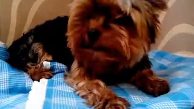 Пёсик Поршик и зелёный горошек🌱🐕🌱 смотреть онлайн