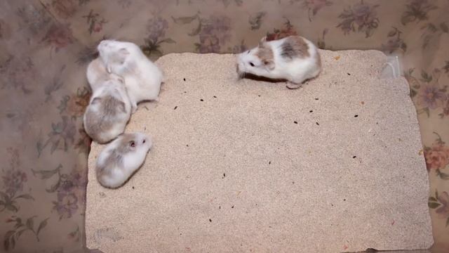 Paradise Hamster "О" и "П"