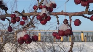 Эльдар Рязанов  "Зима" 
Читаем любимые стихи