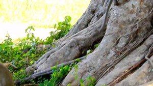 Mom .... Hurry Up ... I'm Scare !! Pinky lost mom cry loudly call mom protect.