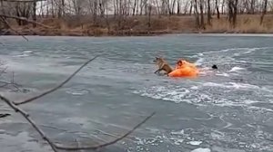 В Абакане спасатели вытащили провалившуюся под лед собаку
