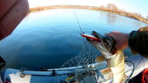 Рыбалка на воблеры в День 7 ноября