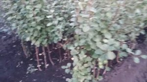 Осенняя посадка саженцев.