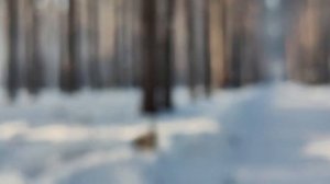 Хочу переехать в Калининград, но многие отговаривают!!!!.mp4