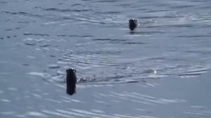 River Otters Lake Washington