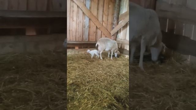 Катумская овца родила двойню. Белая ярочка и темно- бурый баранчик