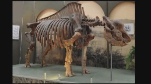 Эласмотерий Сибирский место находки город Зеленокумск