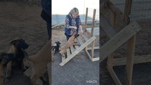 Щенки малинуа на прогулке