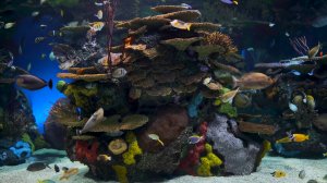 Аквариум для телевизора и монитора.