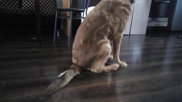 это глупое видио смотреть онлайн