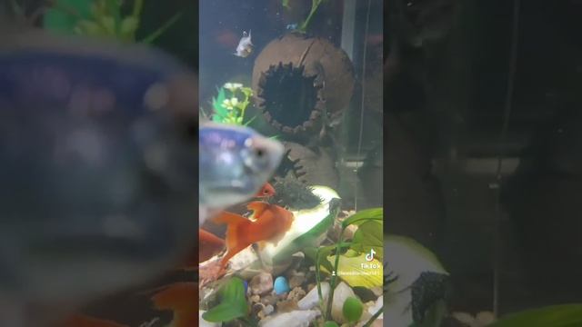 Аква 50лит Тернец 3 Меченосцы 3 Неоны 2 Крапч сомик 1 Анциструс сомик 2 Данио 3 Креветка 5 смотреть онлайн