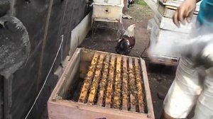 формирую отводок от пчелиной семьи, для облета матки помощницы