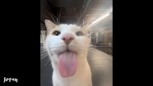 newlightchild - сейчас (speed up)