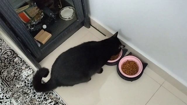 Кот Салем и волшебное слово "кушать" 😸 #cat #video #cats смотреть онлайн