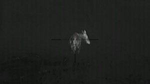 Лось кормится зимой