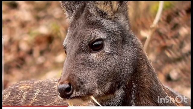 ТОП - 5  САМЫХ НЕОБЫЧНЫХ СУЩЕСТВ В ВМИРЕ