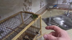 чиж боец