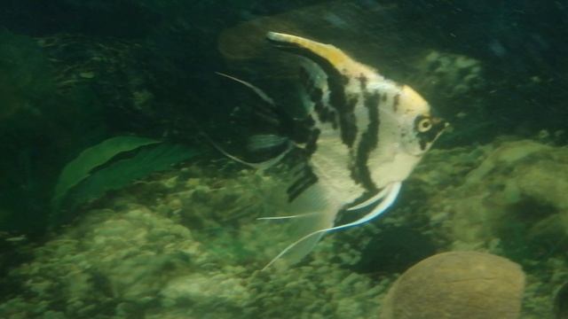Скалярия. 🐠