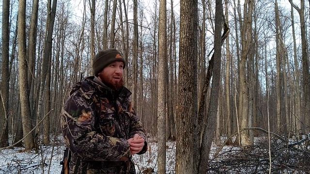 Охота на лису, крик раненного зайца без манка. смотреть онлайн