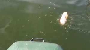 Поймал рыбу