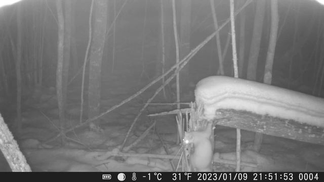 Приманка "Путик". Работа по кунице. Фотоловушка Сантек. смотреть онлайн