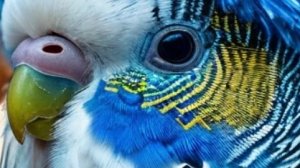 Смешные попугаи 2023